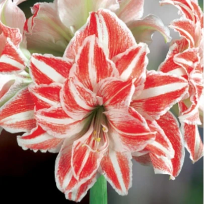 Zornica plnokvetá Dancing Queen - Hippeastrum - cibuľoviny - 1 ks