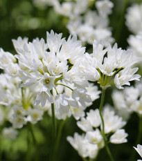 Okrasný cesnak Zebdanense - Allium - cibuľoviny - 3 ks