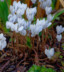 Cyklámen brečtanolistý biely - Cyclamen hederifolium album - cibuľoviny - 1 ks