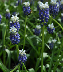 Modrica Touch of snow - Muscari armeniaca - cibuľoviny - 5 ks