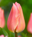 Tulipán Apricot Beauty - Tulipa - cibuľoviny - 3 ks