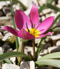 Tulipán Eastern Star pulchella - Tulipa - cibuľoviny - 3 ks