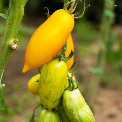 BIO Paradajka Banana Legs - Solanum lycopersicum - bio semená - 7 ks