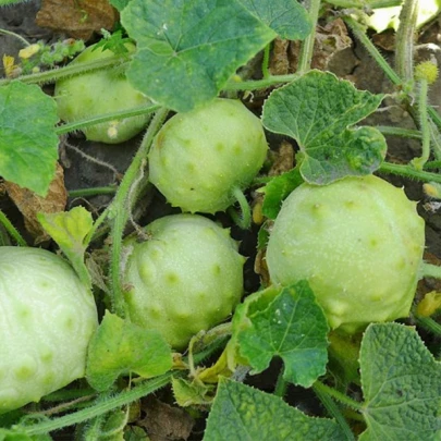 Kiwano Jelly Rund - Cucumis metuliferus - semená - 8 ks