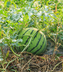 Vodný melón Saskatchewan - Citrullus lanatus - semená - 6 ks