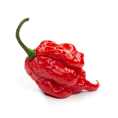 Chilli 7 Pot Primo - Capsicum chinense - semená – 6 ks