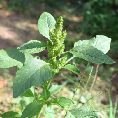 Láskavec Green Giant - Amaranthus tricolor - semená - 400 ks