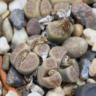 Lithops dinteri Dintergreen - semena - 10 ks