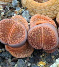 Lithops euniceae Fluminalis - semená - 10 ks