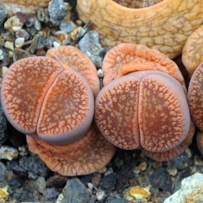 Lithops euniceae Fluminalis - semená - 10 ks