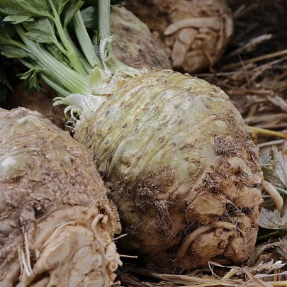 Zeler buľvový Maxim - Apium graveolens - semená - 300 ks