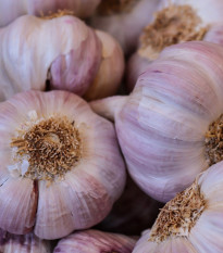 Sadbový cesnak Germidour - Allium sativum - nepaličiak - cibule cesnaku - 1 balenie