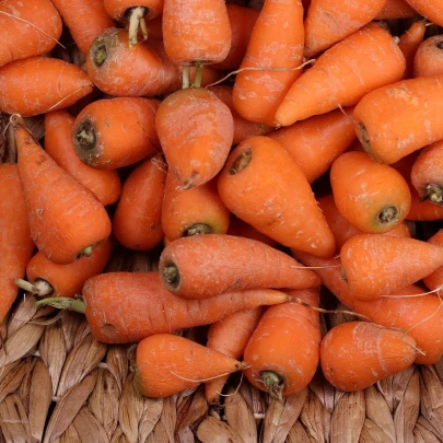 Mrkva Chamare - Daucus carota - semená - 800 ks