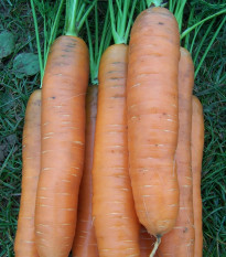 Mrkva Darina - Daucus carota - semená - 800 ks