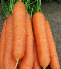 Mrkva neskorá Cidera - Daucus carota - semená - 800 ks