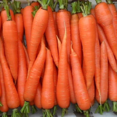 Mrkva Rote Riesen - Daucus carota - semená - 800 ks