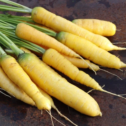 Mrkva Jaune du doubs - Daucus carota - semená - 900 ks