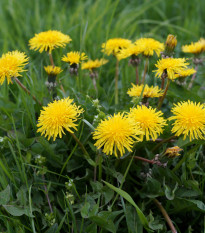 Púpava - Púpava lekárska - Taraxacum offiicinalis - semená - 400 ks