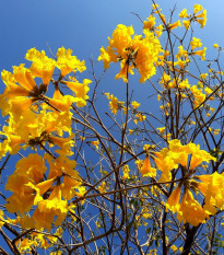 Tabebuja chrysotricha - Handroanthus chrysotrichus - semená - 5 ks