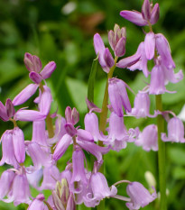 Hyacintovec španielsky ružový - Hyacinthoides hispanica - cibuľoviny - 5 ks