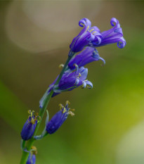 Hyacintovec britský - Hyacinthoides non scripta - cibuľoviny - 5 ks