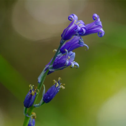 Hyacintovec britský - Hyacinthoides non scripta - cibuľoviny - 5 ks