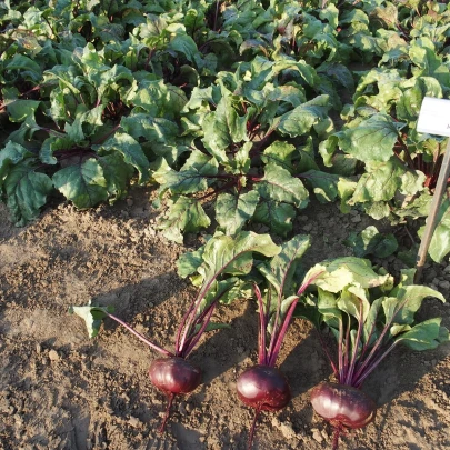 Repa Káhira - Beta vulgaris L. var. conditiva - semená - 60 ks