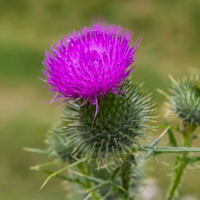 BIO Pestrec mariánsky - Silybum marianum - bio semená - 35 ks