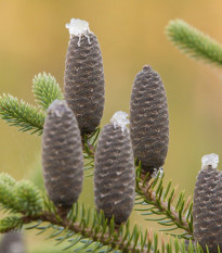 Jedľa balzamová - Abies balsamea - semená - 7 ks