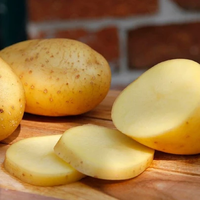 BIO sadbové zemiaky Belana - Solanum tuberosum - zemiaky - 10 ks