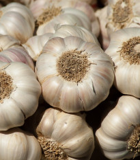 Sadbový cesnak Messidrome - Allium sativum - nepaličiak - cibule cesnaku - 1 balenie