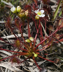 Rosička prostredná - Drosera intermedia - semená - 10 ks