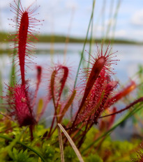 Rosička kapská Dark maroon - Drosera capensis - semená - 10 ks