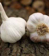 Sadbový cesnak Benátčan - Allium sativum - nepaličiak - cibule cesnaku - 1 balenie