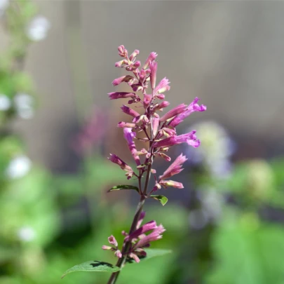 Agastache vresová kráľovná - Agastache cana - semená - 30 ks