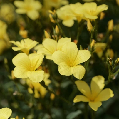 Ľan žltý - Linum flavum - semená - 100 ks