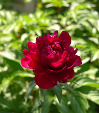 Pivónia Madame Gaudichau - Paeonia lactiflora - cibuľoviny - 1 ks