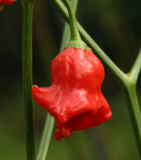 Chilli Bishops Crown - Capsicum baccatum - semená - 6 ks