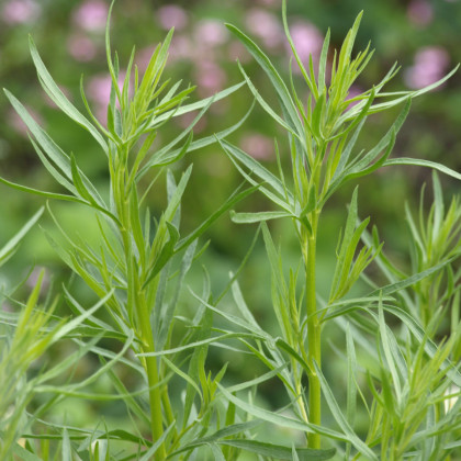 BIO Palina dračia - Artemisia dracunculus - bio semená - 0,1 g