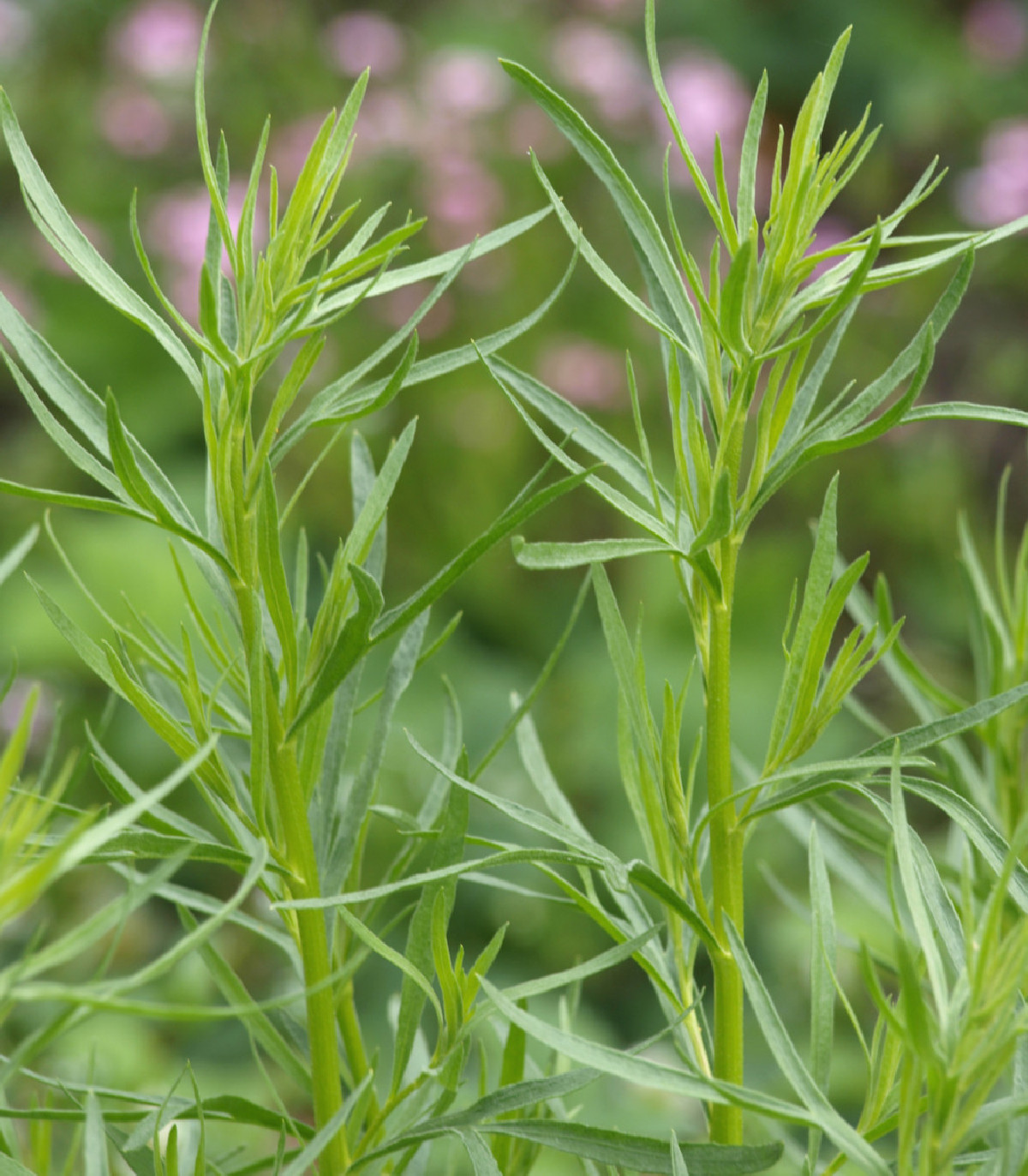 BIO Palina dračia - Artemisia dracunculus - bio semená - 0,1 g