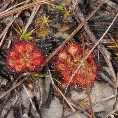 Rosička Minor - Drosera capensis - semená - 10 ks