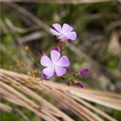 Rosička Minor - Drosera capensis - semená - 10 ks