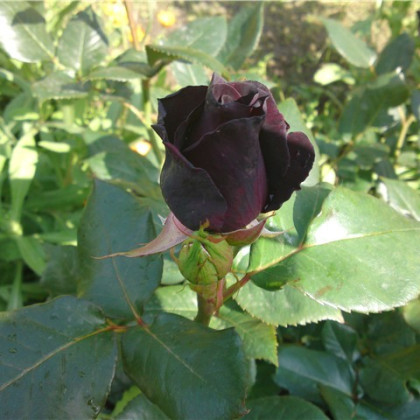 Ruža čierna - Maroon - predaj semien ruží - semená - 5 ks