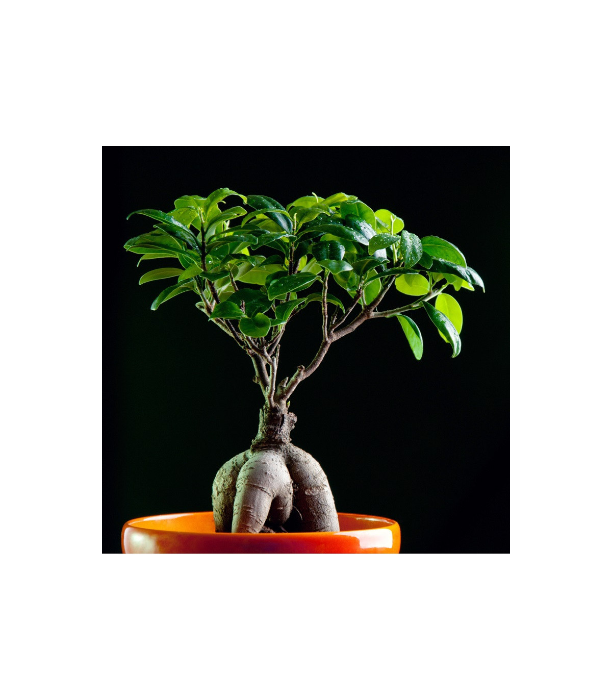 Figovník tajwanský - Ficus retusa - semená - 5 ks