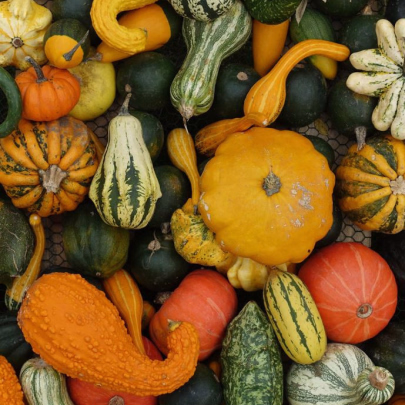 Tekvica veľkoplodá Gourmet - Cucurbita maxima - semená tekvice - 4 ks