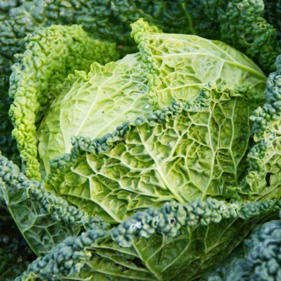 Kel hlávkový k rýchleniu Raketa - Brassica oleracea var. sabauda - semená - 250 ks