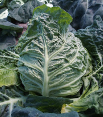 Kel skorý žltý - Brassica oleracea - semená - 150 ks