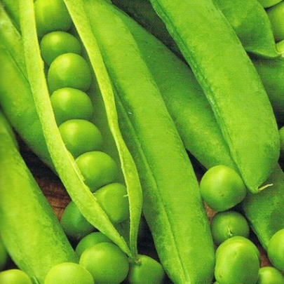 Hrach dreňový Salout - semená hrachu - 10 g