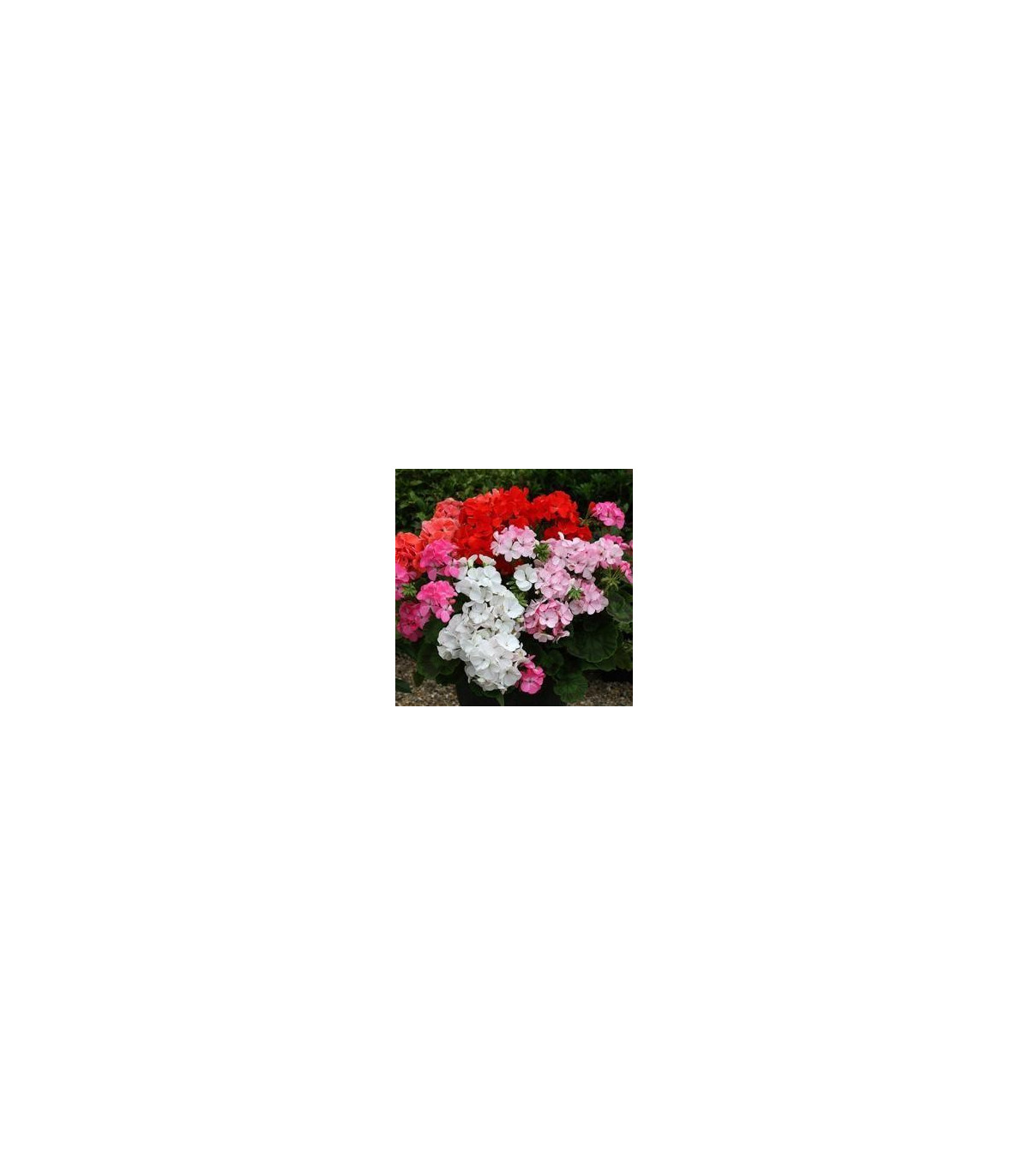 Muškát Paintbox zmes farieb - Pelargonium hybrids - semená - 8 ks