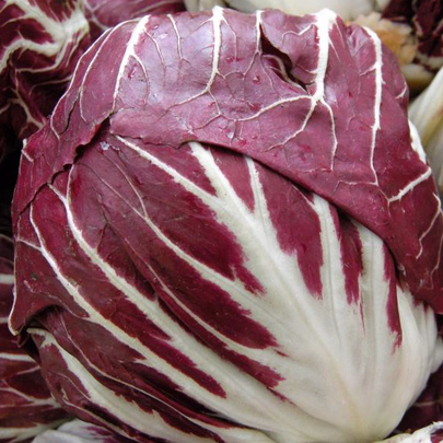 Kapusta červená skorá - Brassica oleracea - semená - 0,5 g